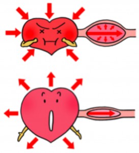 心臓の収縮と拡張　